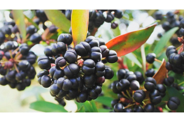 Tazman Pepper Berry in Skincare